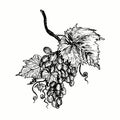 Bunche of grapes with leaf. Ink black and white drawing Royalty Free Stock Photo